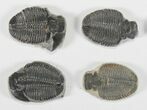 Lot: / Elrathia Trilobite Molt Fossils - Pieces #79028-1